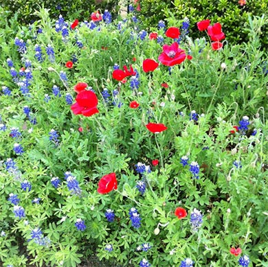 poppies and bluebonnets