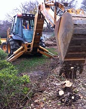 Removing cypress stump.