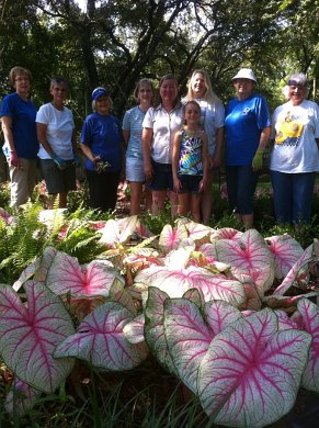 Parker County Master Gardeners and Caladiums
