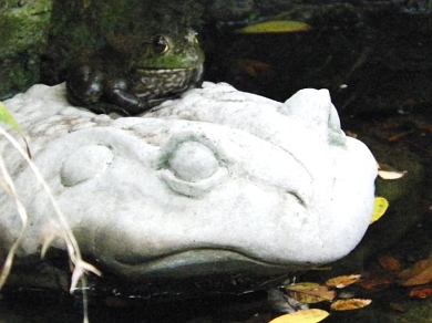 Bullfrog on Frog Statue