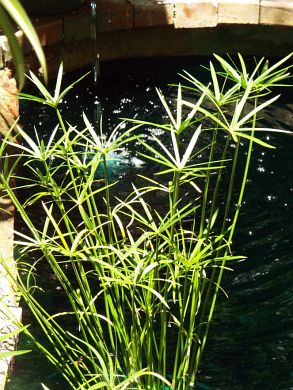 Young Umbrella Plant (Cyperus alternifolius), grown here from cuttings, graces the Buddha Niche pond.