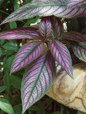 Persian Shield (Strobilanthes dyerianus) leans out from the lip of the old lead urn.